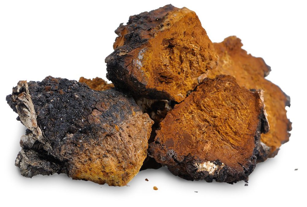 Chaga Medicinal Mushrooms