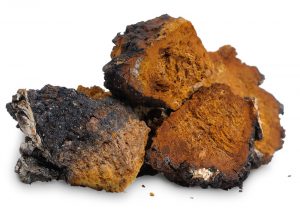 chaga medicinal mushrooms