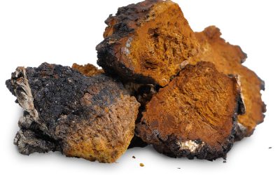 Chaga Medicinal Mushrooms