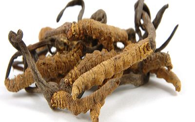 Cordyceps Medicinal Mushrooms