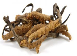 cordyceps medicinal mushrooms