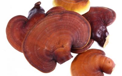 Reishi Medicinal Mushrooms