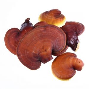 reishi medicinal mushrooms