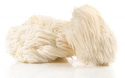 Lion’s Mane Medicinal Mushrooms