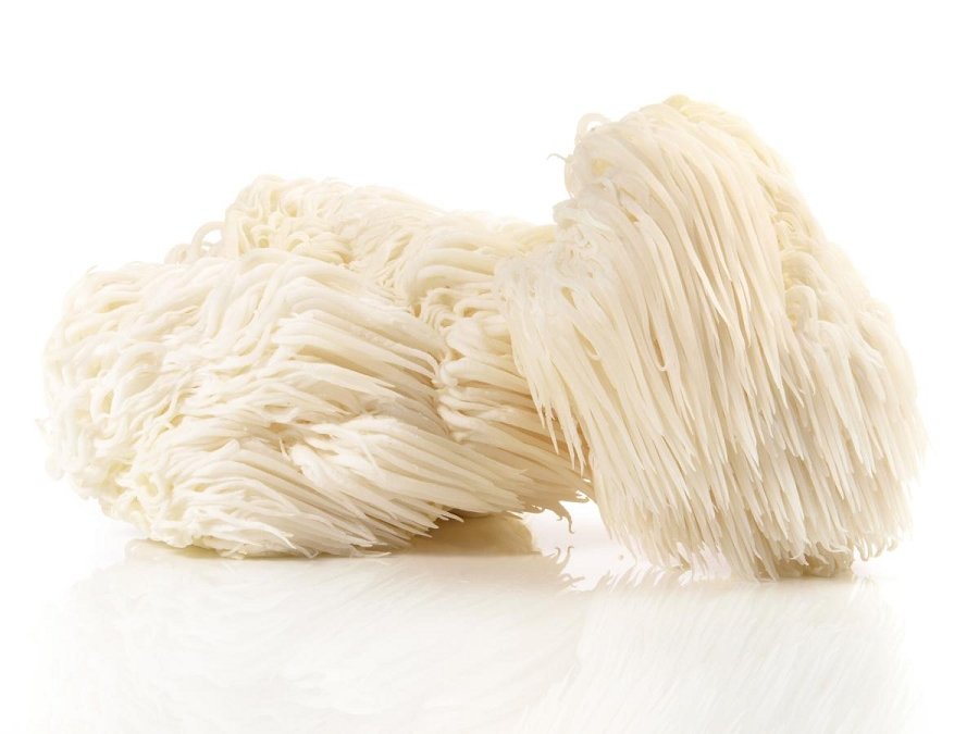 lion's mane mushrooms
