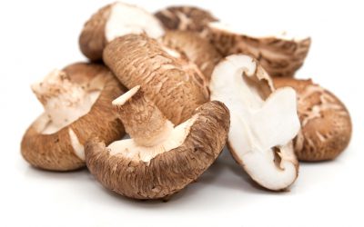 Shiitake Medicinal Mushrooms