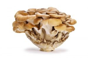 Maitake medicinal mushrooms