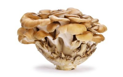 Maitake Medicinal Mushrooms