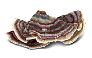 turkey tail medicinal mushrooms