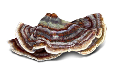 Turkey Tail Medicinal Mushrooms