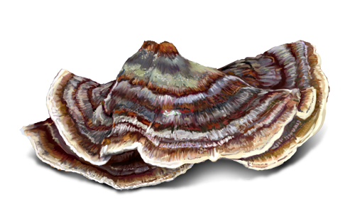 turkey tail medicinal mushrooms