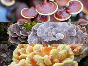 medicinal mushroom supplements